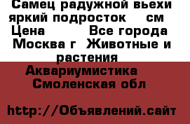 Самец радужной вьехи яркий подросток 15 см › Цена ­ 350 - Все города, Москва г. Животные и растения » Аквариумистика   . Смоленская обл.